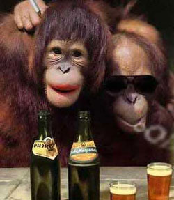 χιμπατζής ποτά τσιγάρα εθισμός αστείο