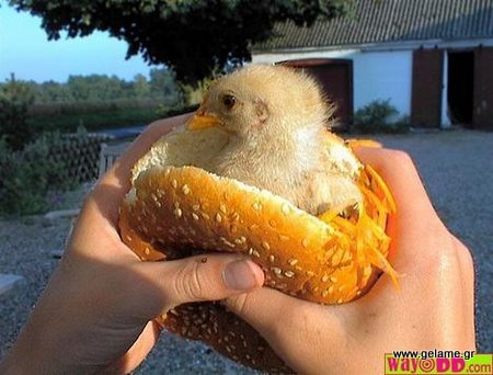 αστείο κοτόπουλο μέσα σε σάντουιτς