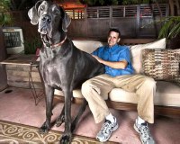 ψηλότερος σκύλος του κόσμου φωτογραφία