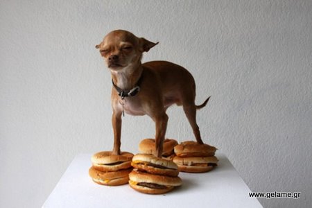 αστείος σκύλος τρώει χάμπουργκερ