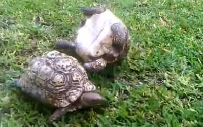 Οι χελώνες βοηθάνε η μία την άλλη