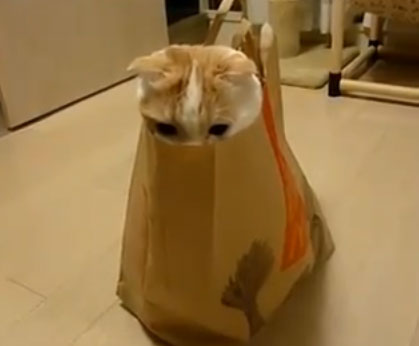 Η γάτα έχει την αγαπημένη της τσάντα