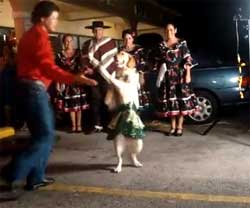 Τρελούς χορούς ο σκύλος